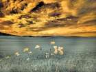 USA-Washington State-Palouse-Spring Poppies and wheat field and clouds Art Print